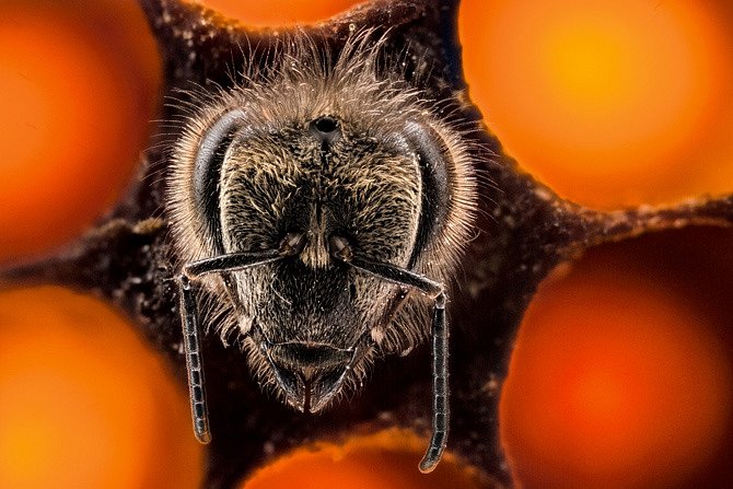 Nová včela medonosná se vynořuje z chovné buňky. Během šesti týdnů svého života bude tato dělnice hledat potravu, vytvářet med a vychovávat další generaci. 