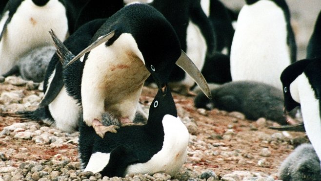 Vědci 100 let cenzurovali studii o sexuálním chování tučňáků. Byla příliš šokující