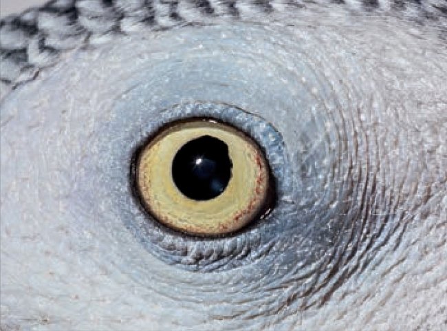 10. Čí jsou to oči? a) lori mnohobarevný zelenopáskový b) papoušek šedý c) pštros dvouprstý