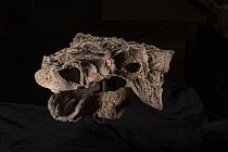 Zuul crurivastator je jedním z nejúplněji zachovalých dinosaurů, jehož pozůstatky kdy byly nalezeny. Jeho démonický vzhled inspiroval vědce, kteří ho pojmenovali podle netvora z filmu Krotitelé duchů. Jenže tento tvor nežíznil po krvi - byl býložravec.