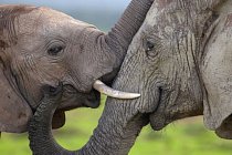 Afričtí sloni v Jižní Africe se potkali u přehrady Hapoor. 