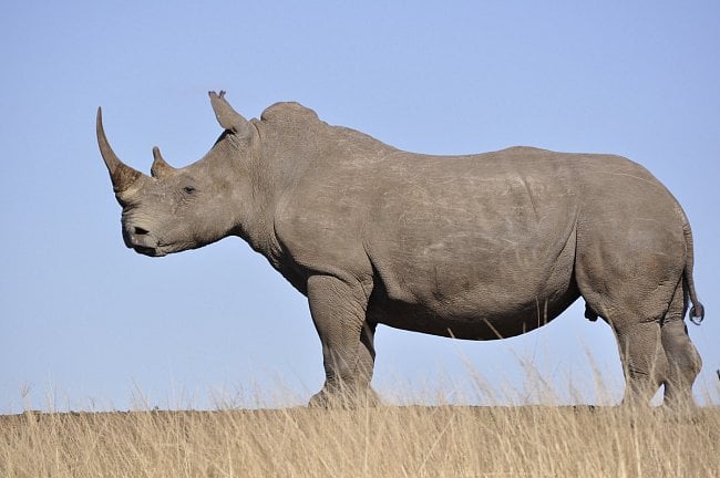 Nosorožci svádí nerovný boj o přežití