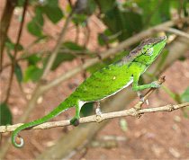 Chameleon (Calumma tarzan) byl nedávno objeven na Madagaskaru. A už se stihl zařadit mezi nejohroženější stovku. 