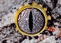 4. Čí jsou to oči? a) leguán zelený b) pagekon hrbolkohlavý c) krajta tygrovitá