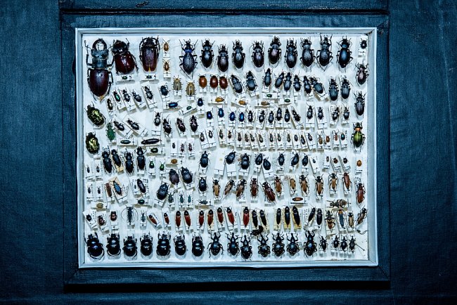 Suverénně největší sbírkou Národního muzea je sbírka entomologická. V jejich depozitářích se ukrývá hmyz z celého světa o celkovém počtu 7 milionů předmětů.