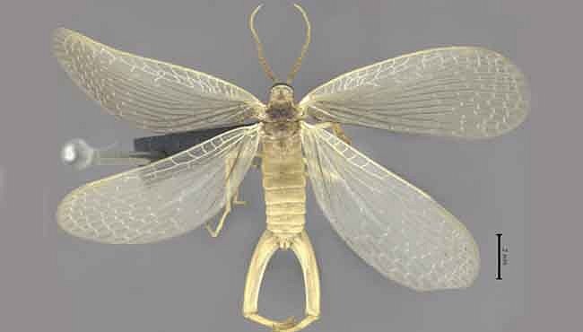 Nový druh hmyzu, který je stovky milionů let starý