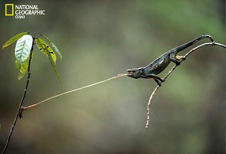 Chameleon útočí