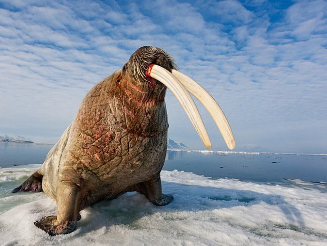 Samec stojí na mořském ledu u norských Špicberk, kde je lov nezákonný již od roku 1952. „Proto má tak velké kly,“ říká Paul Nicklen. „Chráněnou populaci poznáte podle velikosti klů.“