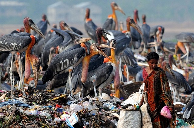 Ptáci musejí hledat stravu na skládce, stejně jako nejchudší lidé z města Guwahati	na severovýchodě Indie.