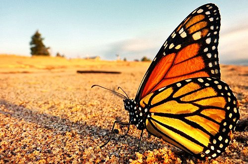 Přestože žije jen pár měsíců, vydává se monarcha stěhovavý na dalekou cestu do Mexika, kde přežívá zimu.