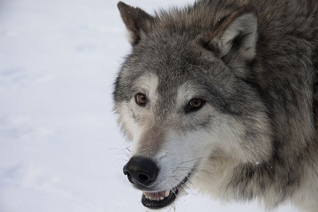 Vlk obecný žijící v jehličnatých lesích parku Yellowstone podstupuje každý den svoji bitvu o stravu. Mezi jeho kořisti patří dokonce i jelen wapiti. 