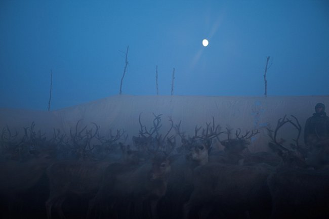 Pastevci v noci oddělují březí sobí samice od zbytků stáda. FOTO: Erika Larsen pro National Geographic