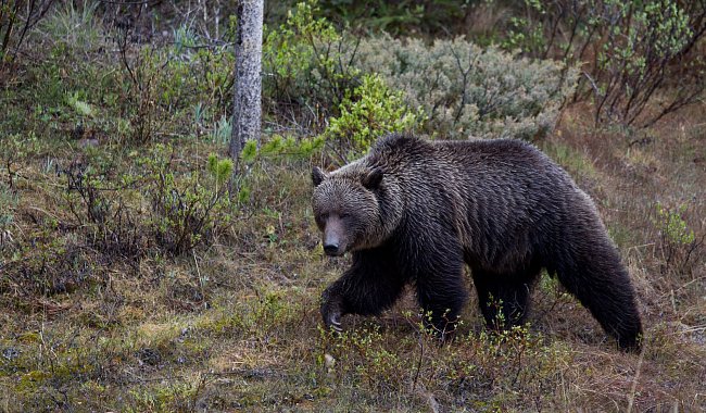 Medvěd grozzly je poddruh medvěda hnědého - žije ve výše položených lesích.