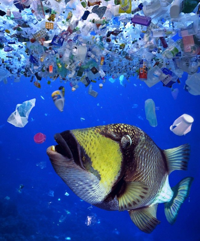 Zvířata přistupují k plastům jako k dostupné potravě.