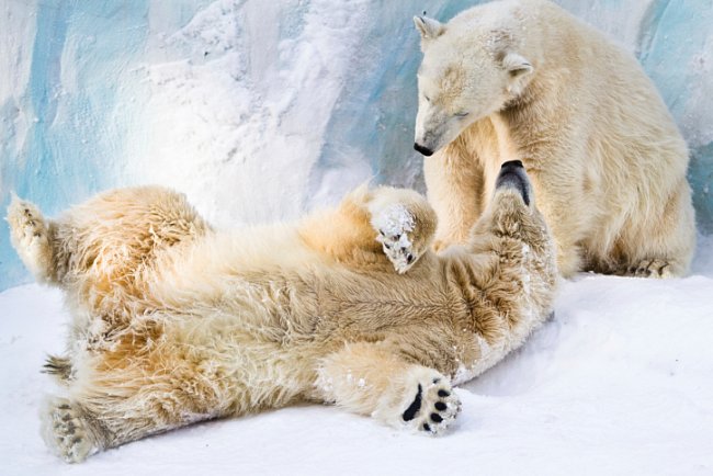 Couple of young polar bears taking care of each other