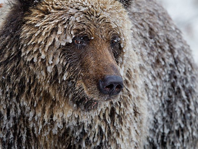 Grizzly pokrytý ledovou krustou se ve snaze nabrat tuk před zimním spánkem nacpal lososy.