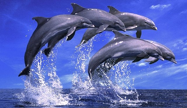 Svět delfínů sledovaný posledních 30 let - National Geographic