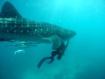 Whale shark with scuba diver