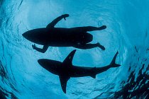 V chráněné mořské oblasti Aliwal Shoal nedaleko Durbanu se zkouší prototyp elektromagnetického surfovacího prkna odpuzujícího žraloky. Zařízení by mohlo zabránit nechtěným setkáním surfařů se žraloky.