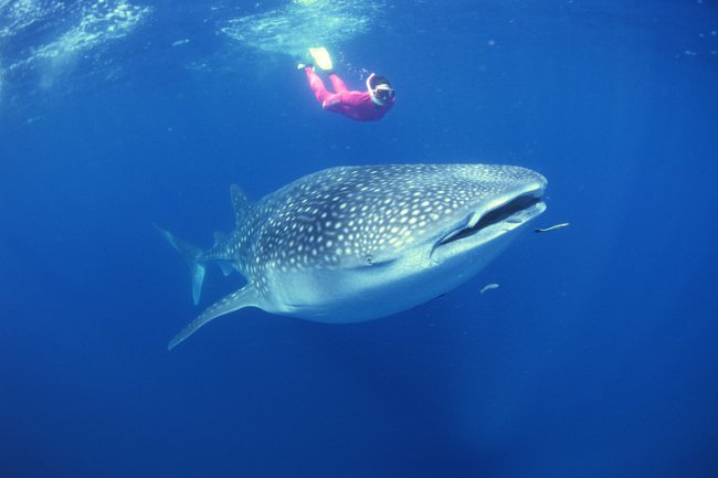 Scuba diver swimming with whale shark