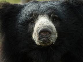 Ze všech medvědů je tento druh pro člověka nejnebezpečnější.
