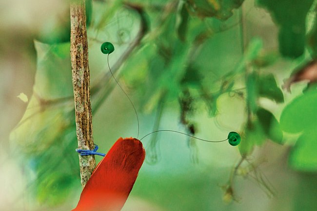 
Samečka rajky královské v deštném lese na Nové Guineji stále sledují jeho vlastní „létající talíře“. 