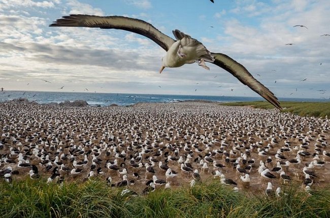 Steeple Jason, jeden z odlehlejších ostrovů, je domovem největší kolonie albatrosů černobrvých. Kdysi poskytoval pastvu stovkám ovcí a krav, dnes je to přírodní rezervace. Na Falklandách hnízdí kolem 70 % světové populace albatrosů černobrvých.