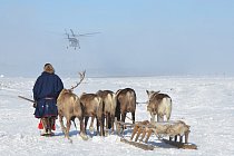 Nejrychlejším dopravním prostředkem na krajním ruském severu je vrtulník. 
