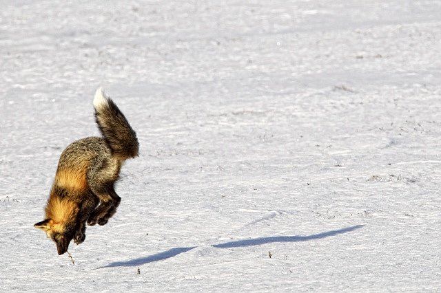 Chytrá liška využívá k lovu magnetické pole Země.