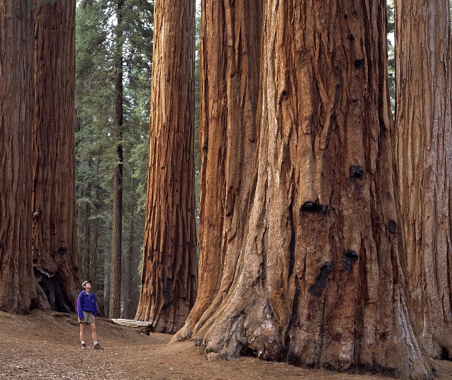 Sequoia National Park v Kalifornii.