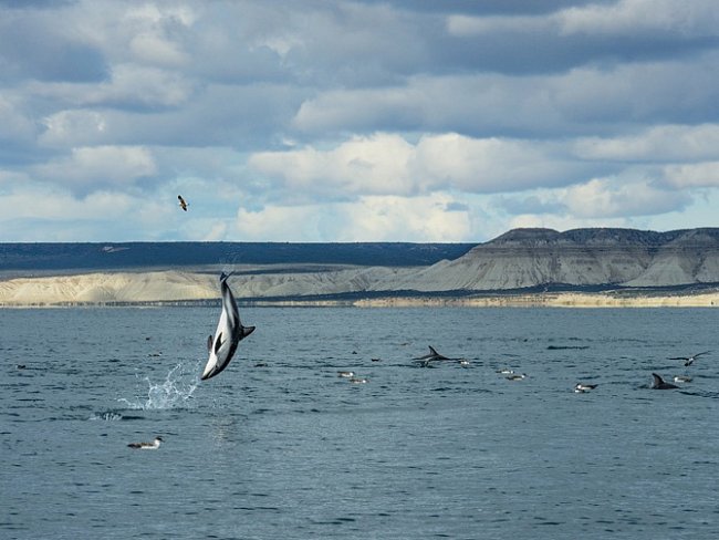 Delfíni komunikují prostřednictvím zvuků i pohybů těla. Plískavice tmavá vyskakující nad hladinu u pobřeží Patagonie možná sděluje ostatním delfínům: Je tady spousta jídla. Připlavte sem a dejte si taky. 