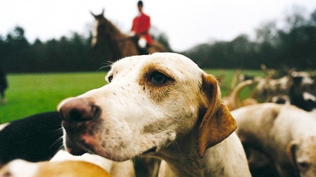 KURZ FOTOGRAFOVÁNÍ: Zůstaňte na koni aneb Jak fotografovat psy a jiná zvířata 