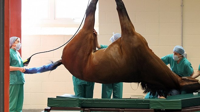 Jak se operuje kůň? Vzácného hřebce si podali hákem