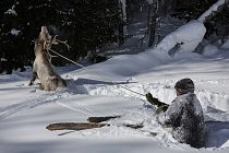 Wapiti chycený do lasa se vzpíná. Serik předvedl starodávnou techniku lovu v hlubokém sněhu. Čína zakazuje lov wapiti, proto bylo zvíře osvobozeno.