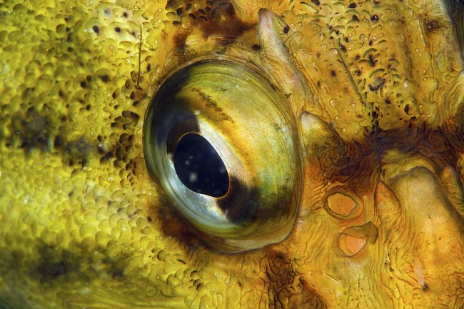 Mnohým rybám nedělá potíž korekce lomu světla při pohledu z vody ven.