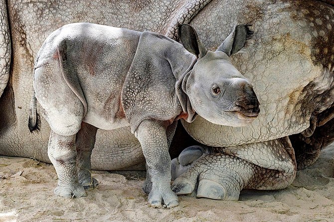Poprvé v historii se narodil nosorožec indický díky umělému oplodnění. Mládě i samice Akuti ze zoologické v Miami jsou v pořádku a vědcům tak svitla naděje, že by se zvířata, která již patří mezi ohrožená, takto dala zachránit.
