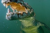 Zvědavý krokodýl si prohlíží dálkově ovládaný fotoaparát u South Island. V jezeře Turkana žije největší kolonie krokodýlů na světě. V šedesátých letech minulého století biologové odhadovali, že jen krokodýlů nilských je zde 14 000. 