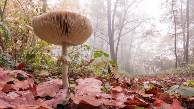 Houby mají moc měnit počasí, zjistili vědci