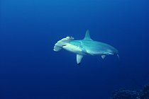Žralok kladivoun bronzový u vod Kokosového ostrova