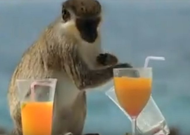 Opice ochutnává alkoholový koktejl.