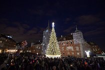 Stromek ve Varšavě ve Starém Městě.