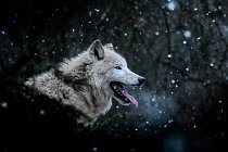 Vlk arktický (Canis lupus arctos)