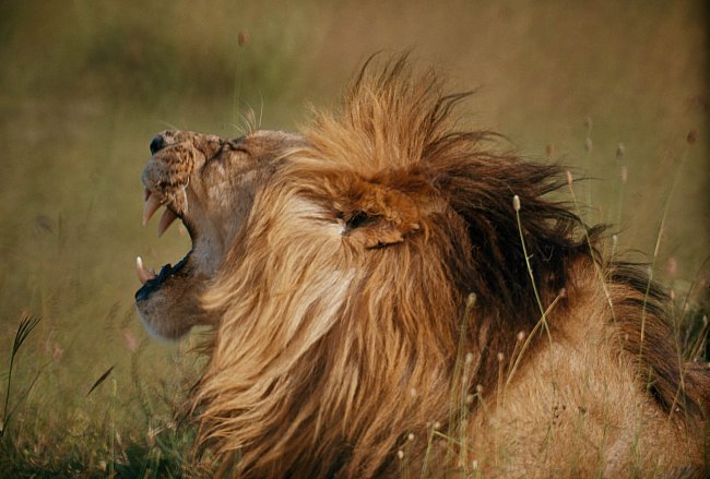 Lví samec řevem naznačuje, kde je jeho teritorium.