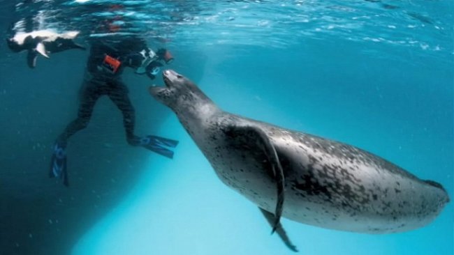 NEJ videa National Geographic: Pohled do tlamy největšímu predátorovi Antarktidy - mořskému levhartovi