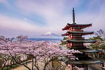 Japonsko: Pětipatrová pagoda v parku Arakurajama ve městě Fudžijošida s výhledem na krásnou horu Fudži v době, kdy kvetou třešně.