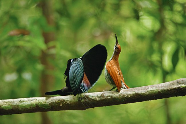 Sameček rajky štítnaté používá k okouzlení potenciální partnerky metodu rychlého kývání hlavou, kdy se proměňuje duhový prsní štít ptáka v blýskavou reklamu sexuální zdatnosti. 

