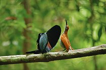 Sameček rajky štítnaté používá k okouzlení potenciální partnerky metodu rychlého kývání hlavou, kdy se proměňuje duhový prsní štít ptáka v blýskavou reklamu sexuální zdatnosti. 

