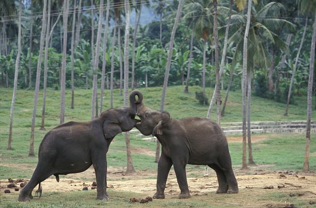Sloni v Kegalle na Srí Lance (v útulku Pinnewala Elephant Orphanage). 