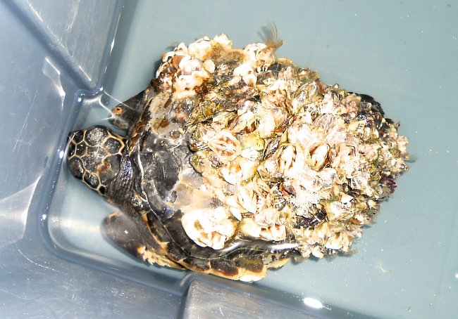 Nemocné želvy mají krunýře pokryté mořskou florou