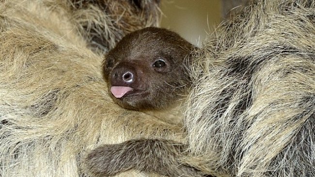 Zvířecí babyboom je předzvěst jara. Mláďata u nás i na celém světě